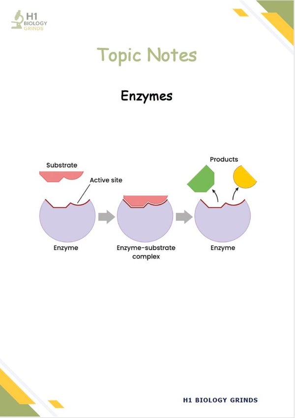 Enzymes Grind (Zoom Recording & Notes)