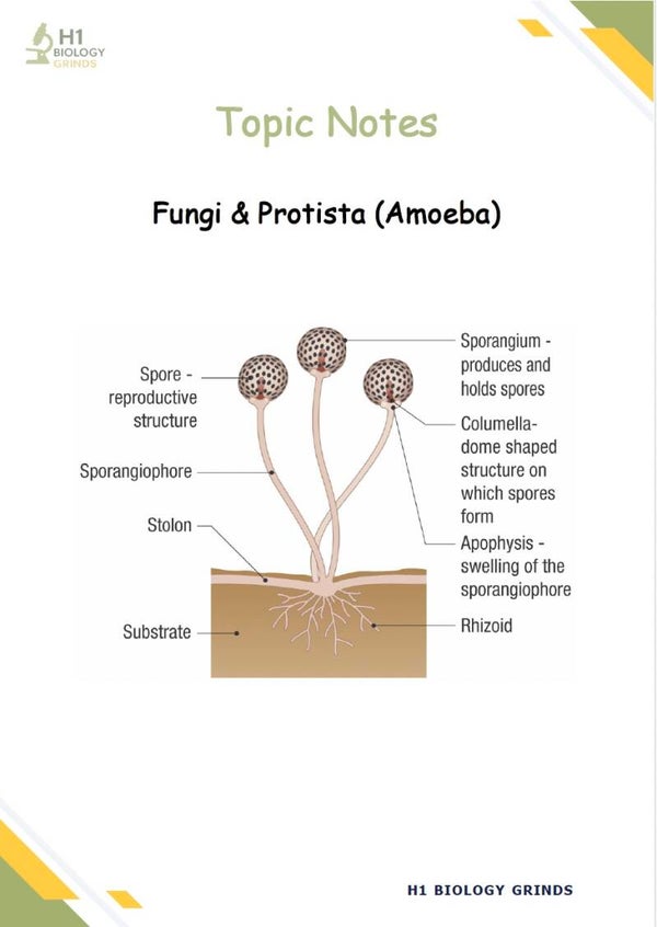 Fungi Grind (Notes & Recording)