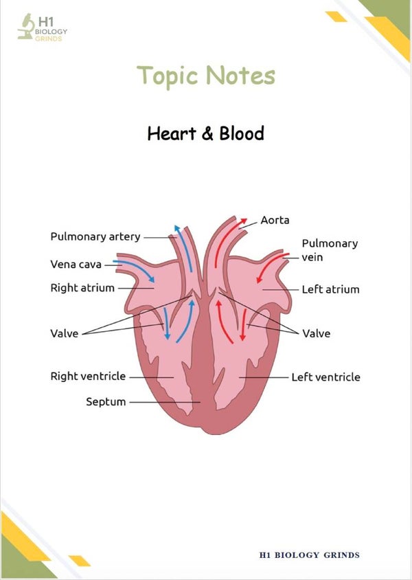 Heart & Blood Vessels (Recording & Notes)