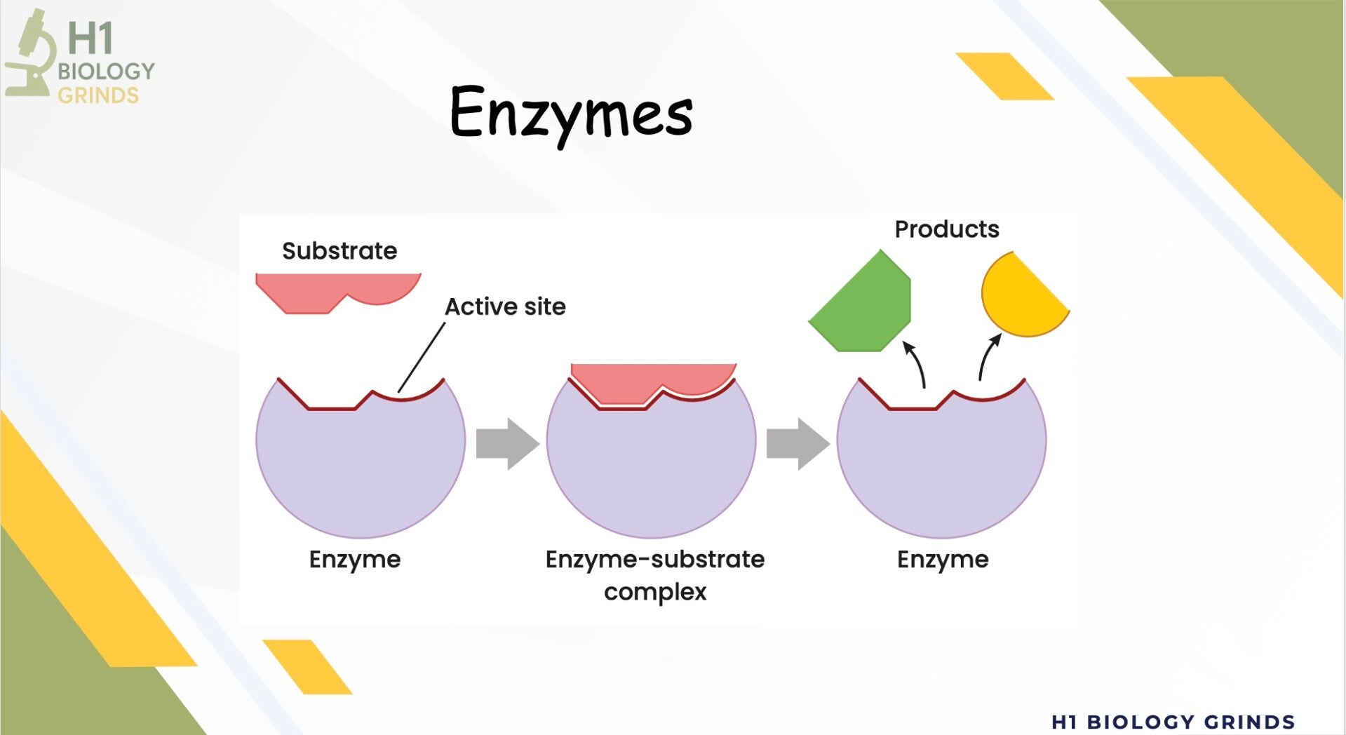 Enzymes Revision PPT