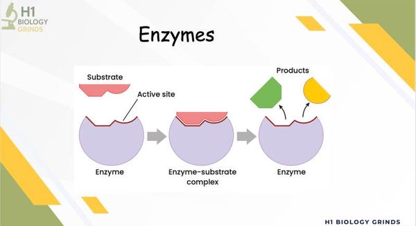 Enzymes Revision PPT