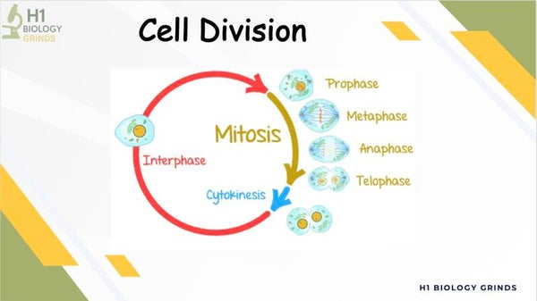 Cell Division Revision PPT