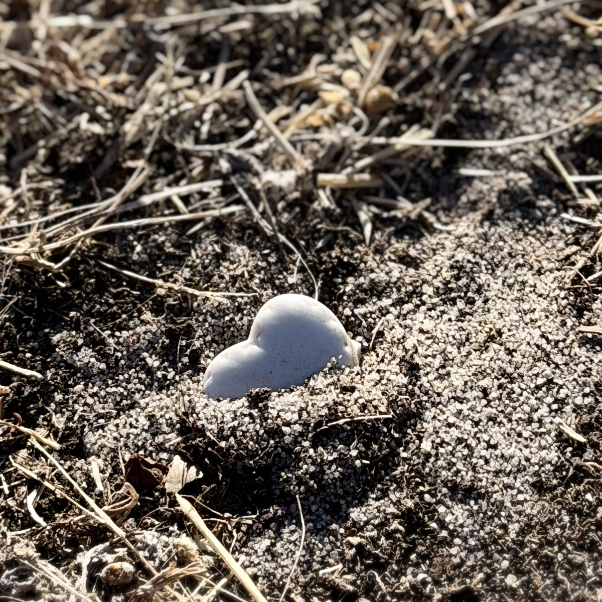 The little white heart that started it all
