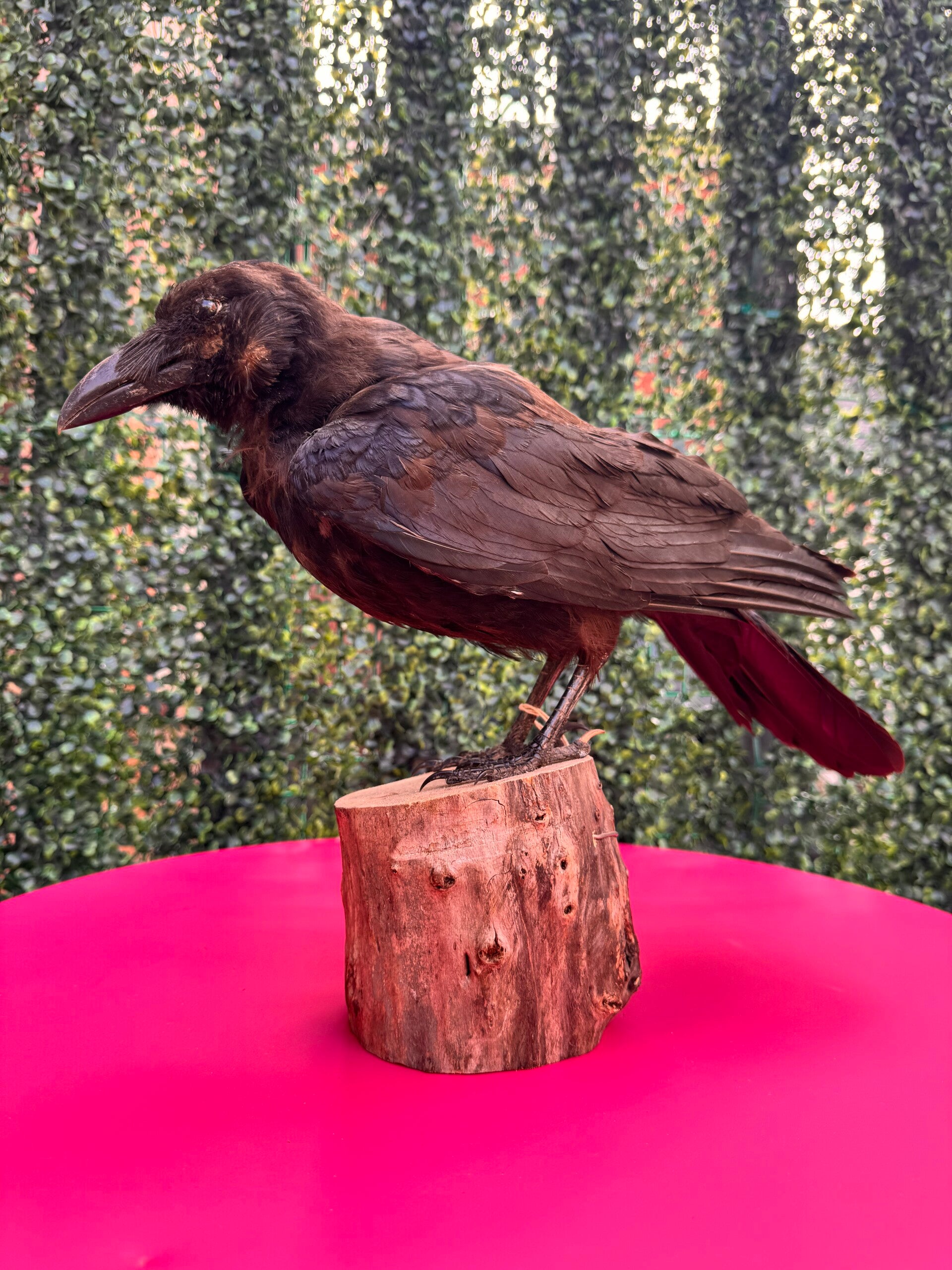 Rare Vintage Exotic Raven Taxidermy Mount