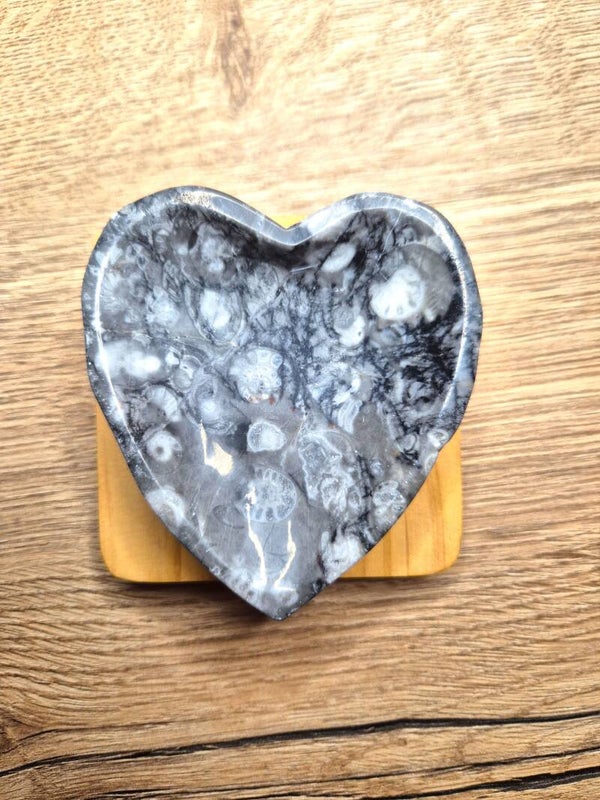 Schaal hart crinoid fossiel jaspis