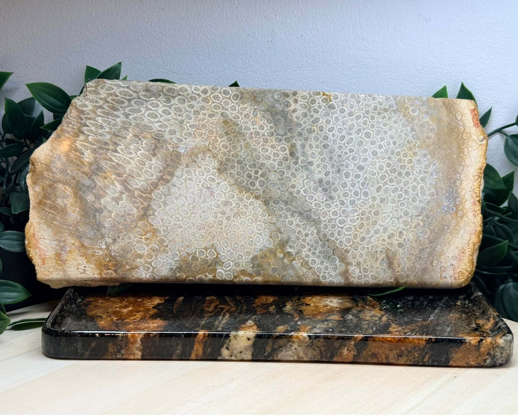 Coral jade / Fossiel koraal plak groot