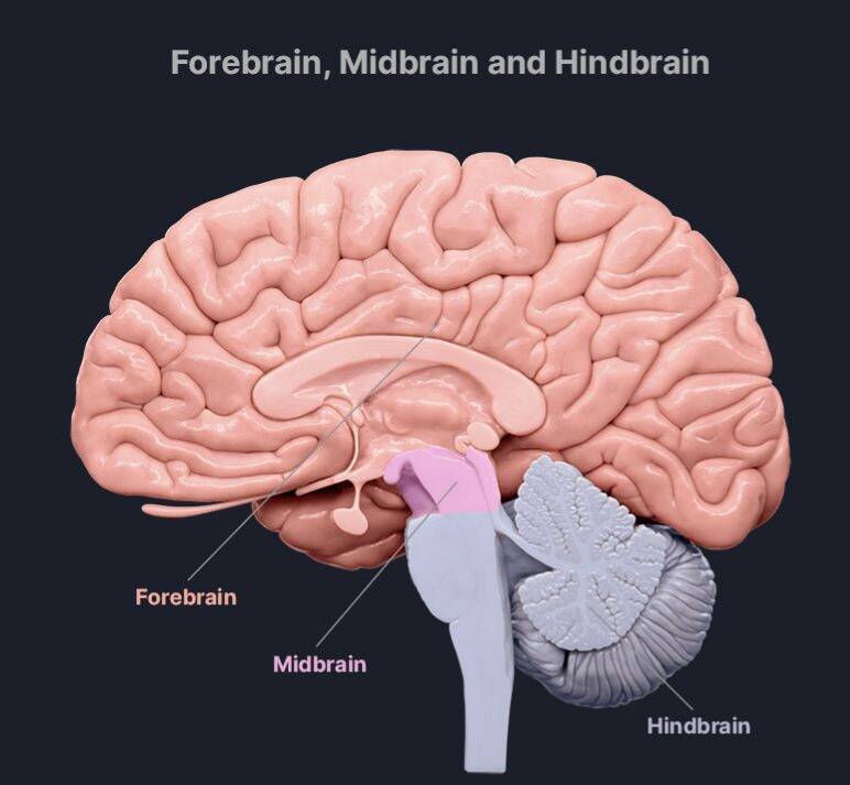"Infographic diagram of the brain showing the locations of the forebrain, midbrain, and hindbrain."