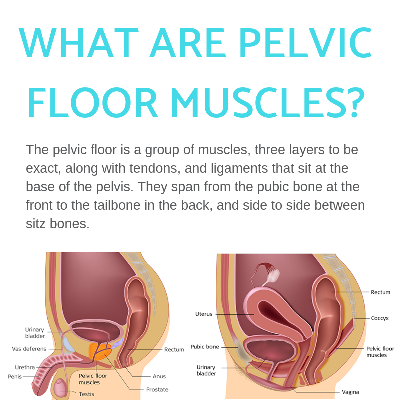 Pelvic floor for men infographic. Showing areas of the body from the inside. Medical graph.