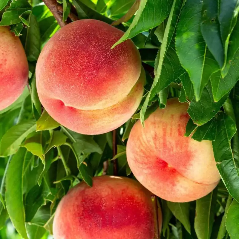 Ripe peaches hanging on a peach tree, surrounded by green leaves. representing men's heath and fertility 