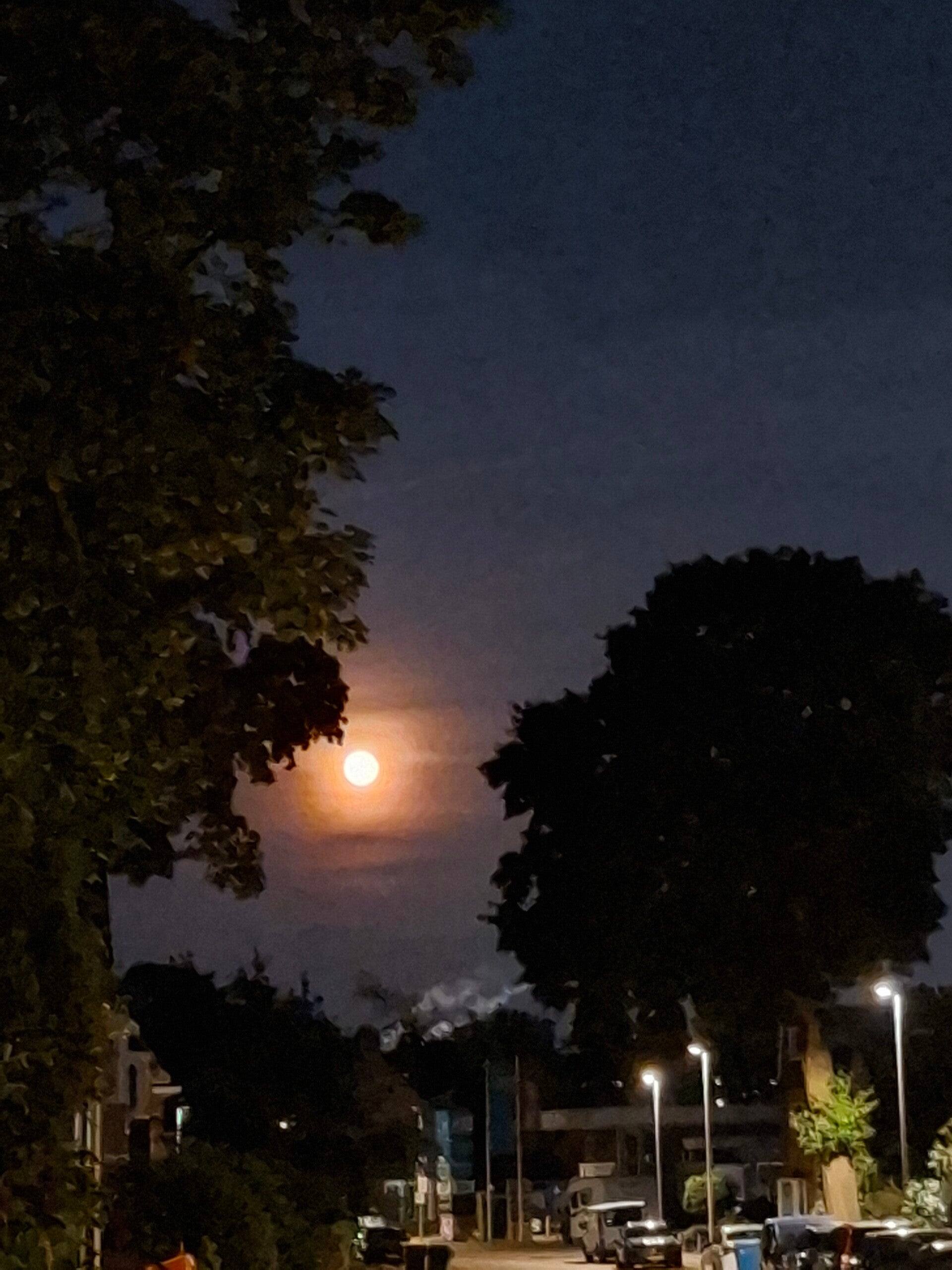 Volle maan tussen de bomen tijdens een rustige avondwandeling in Alkmaar.
