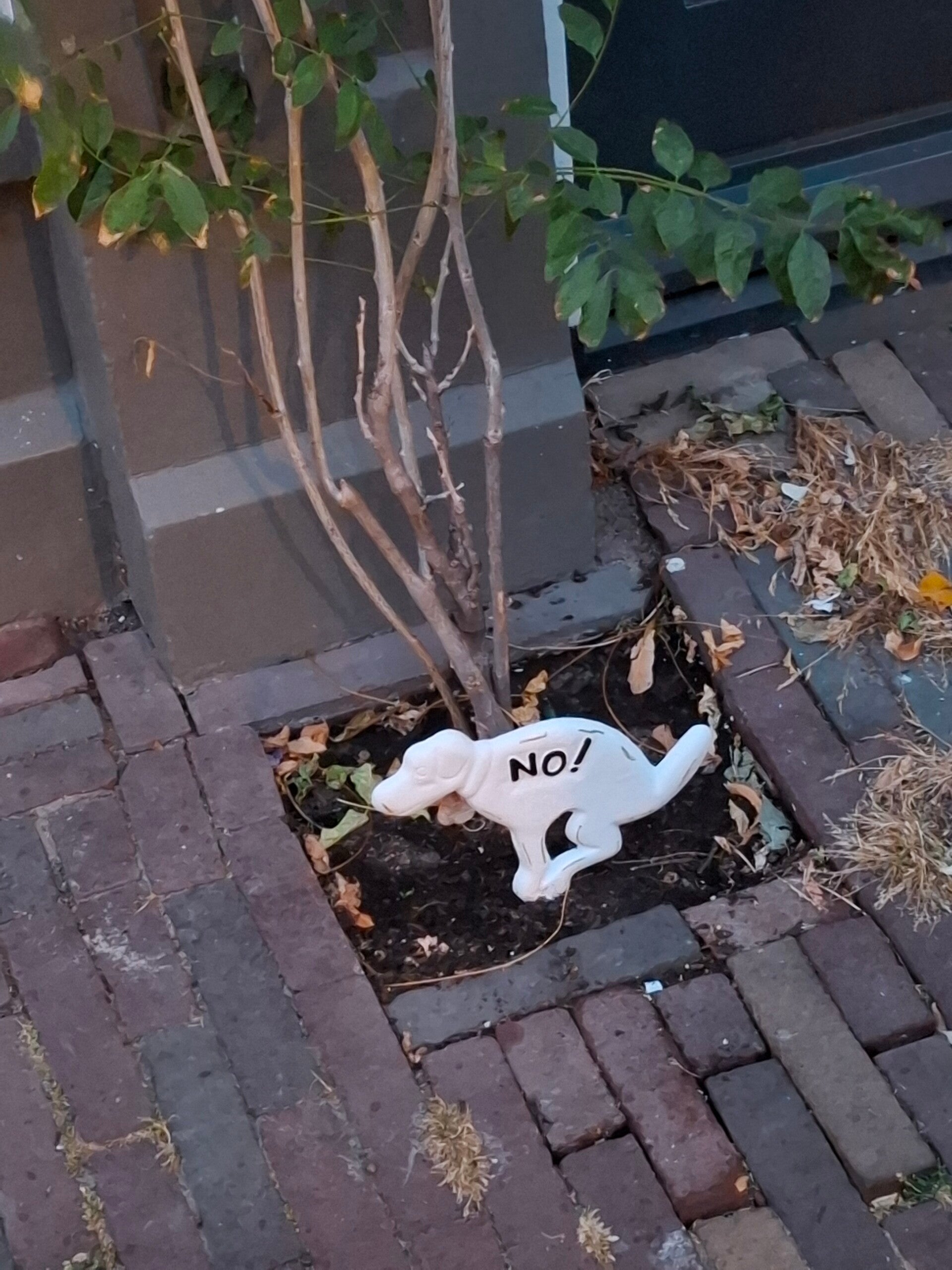 Wit hondenbeeld met de tekst 'NO!' beschermt een jonge boom in een boomspiegel langs een straat in Alkmaar..