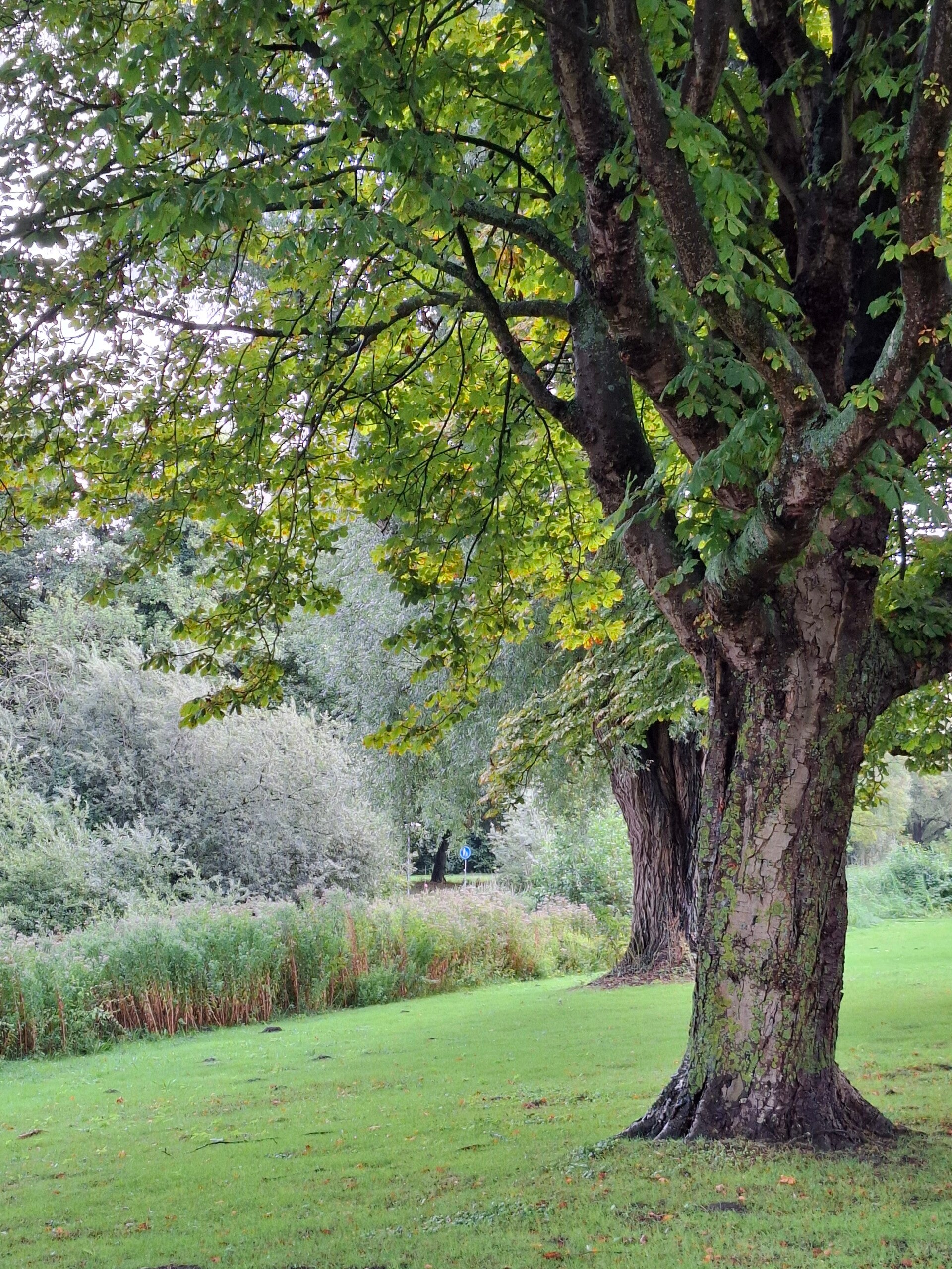 Lege yogamat en kussen in een groene tuin in Alkmaar, klaar voor een rustig moment.