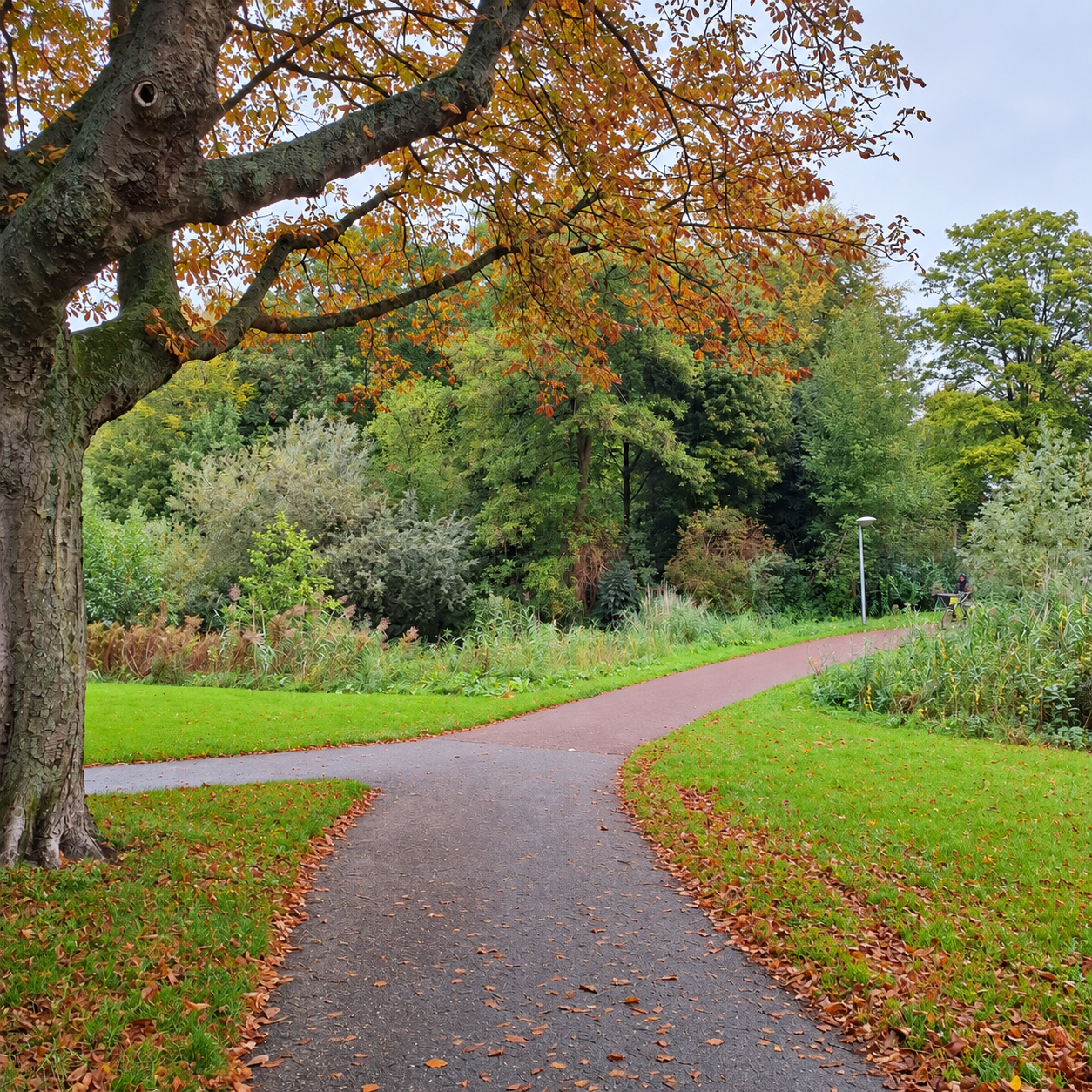 Een bochtig wandelpad onder herfstbomen in het Oosterpark in Alkmaar.