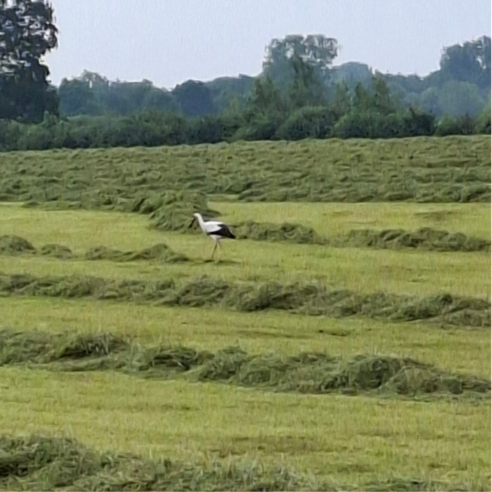 Ooievaar in een vers gemaaid weiland bij Hellendoorn op een warme zomerdag, symbool voor rust, aandacht en ontspanning.