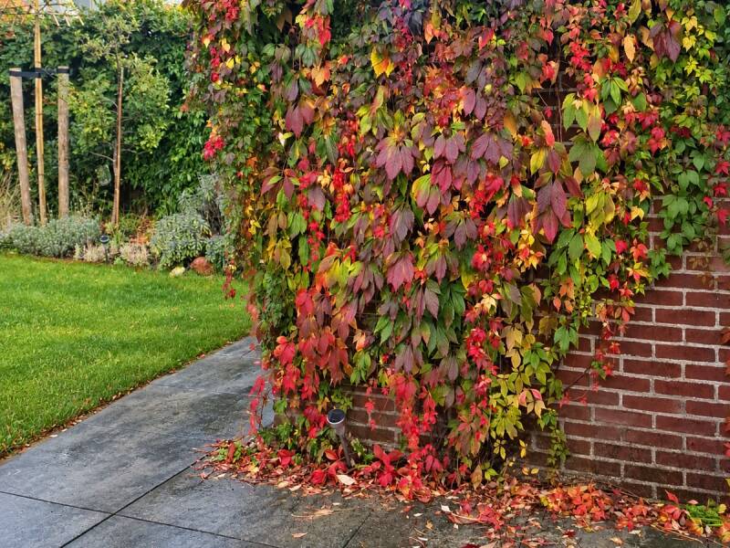 Wilde wingerd met groene en rode herfstbladeren in de eigen tuin.