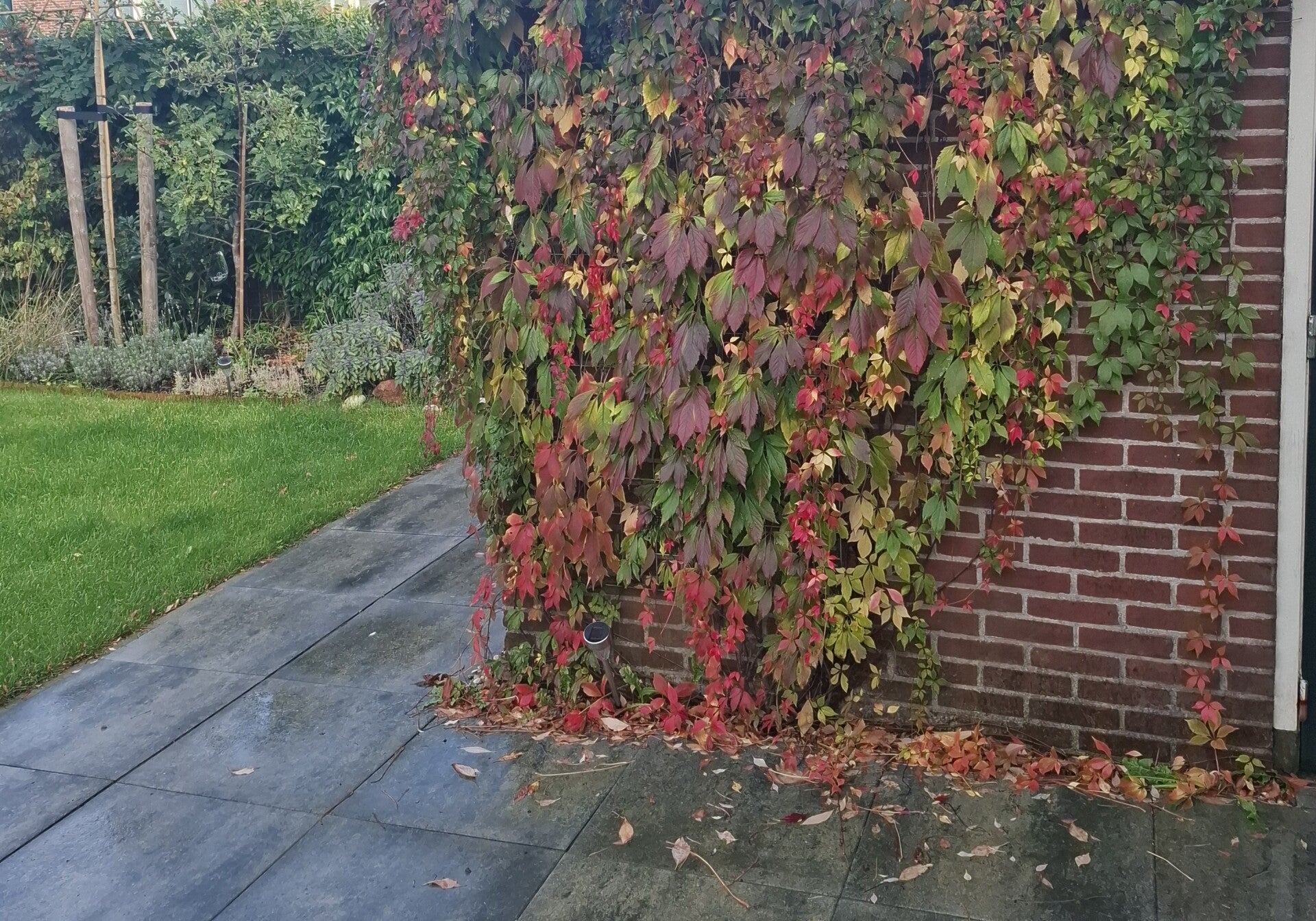 Wilde wingerd in de tuin van Marchal, met groene, rode en paarse herfstbladeren tegen een bakstenen muur.