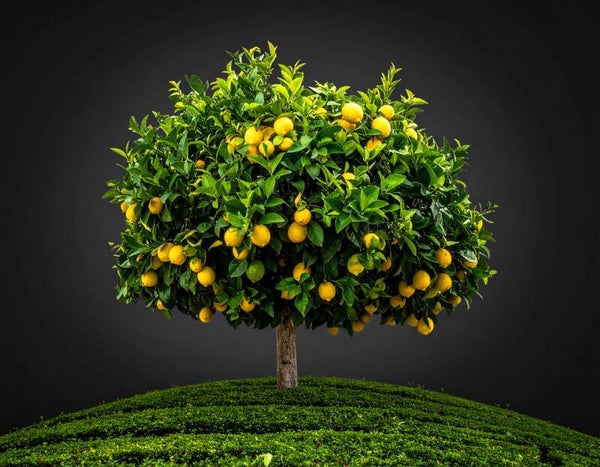 Smell Thé Vert Citronnelle