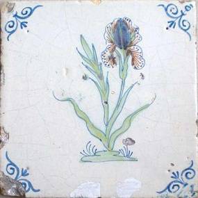tegel_bloem_iris_ossenkop_55.jpg