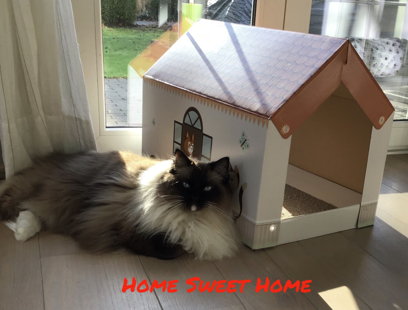 Oppas aan huis voor katten Waasland