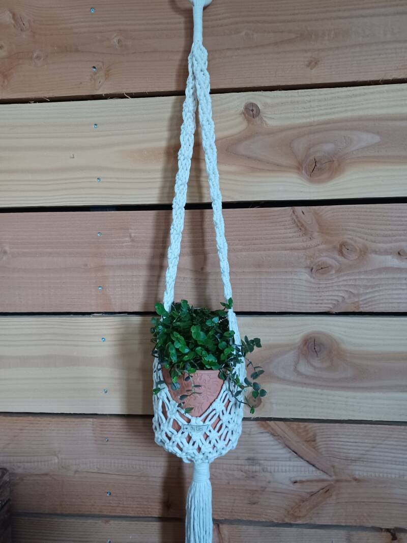 Model Luca €25,- met pot en plant € 30,-