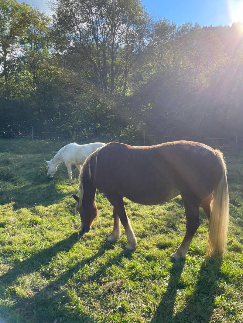 Die Pferdekoppel unserer Jurte bei Freiburg