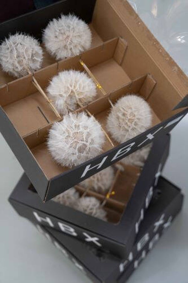 Dandelion / Paardenbloem doos a 5 stuks