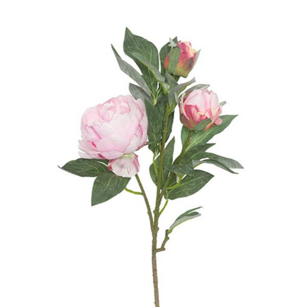 Pioenroos Rose Sarah Bernhardt