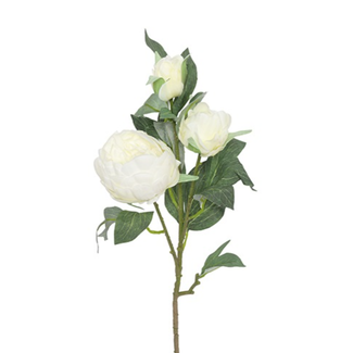 Pioenroos Wit dubbelbloemig