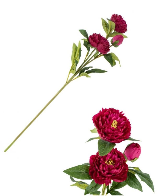 Pioenroos Fuchsia dubbelbloemig