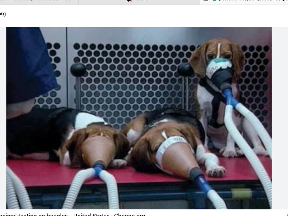 The Reality of Animal Experimentation | Munsey's Mission