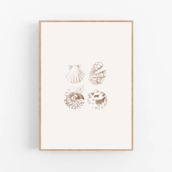 Schelpjes | Onderwaterwereld