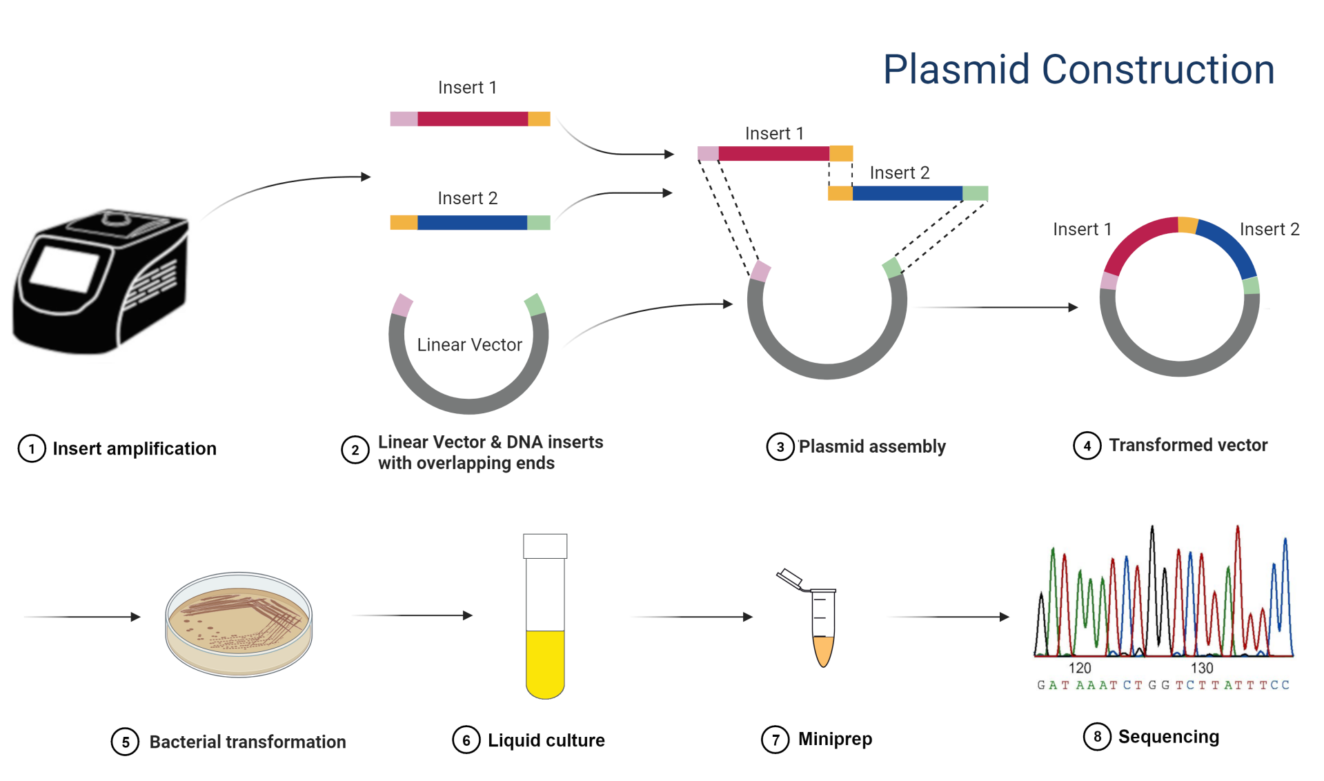 Plasmid Construction
