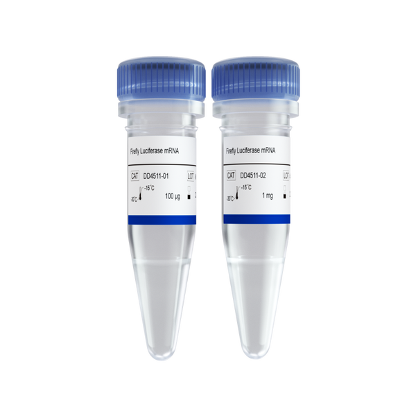 Firefly Luciferase mRNA-DD4511
