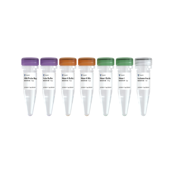 Ribo-clean rRNA Depletion Kit Mega (Fungi)-RN415