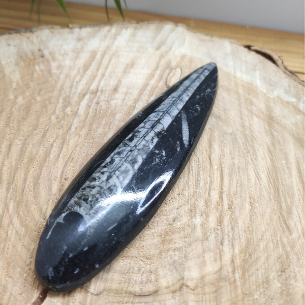 Pierre plate Orthoceras modèle 2