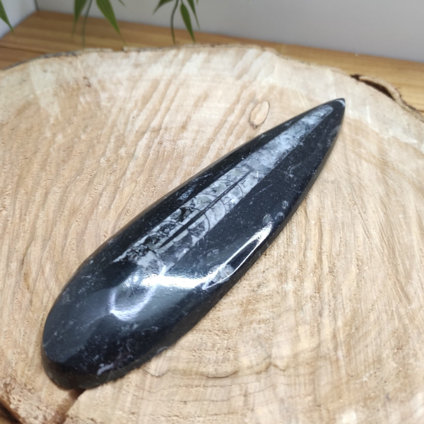 Pierre plate Orthoceras modèle 1