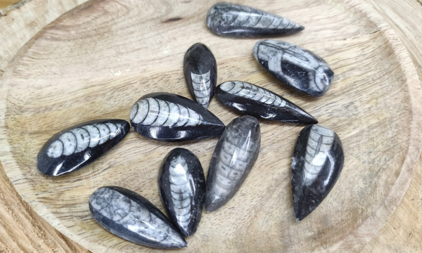 Pierre roulée Orthoceras