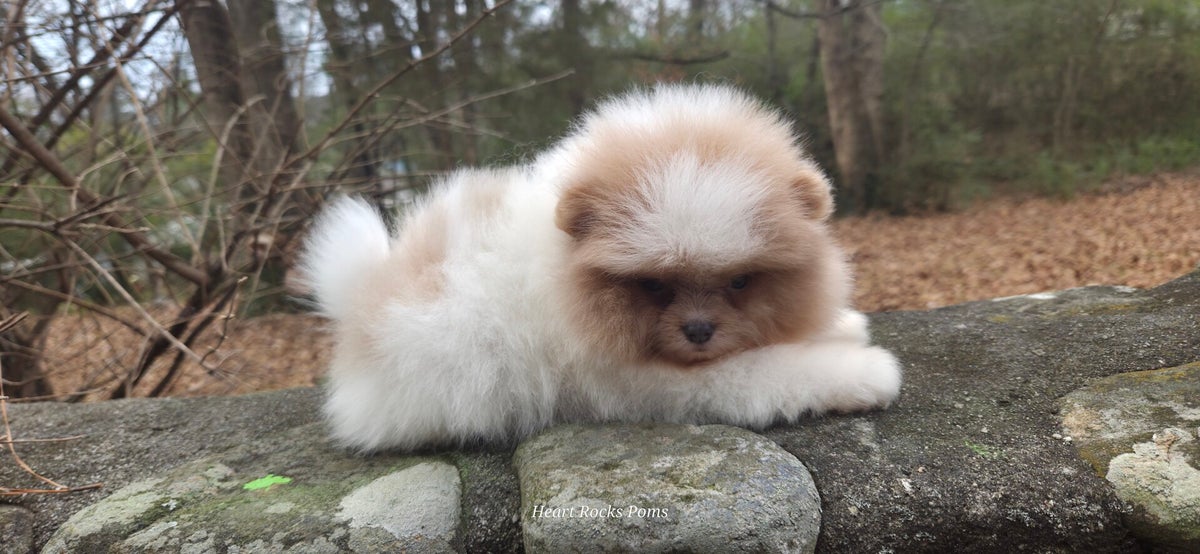 Puppy Application | Heart Rocks Poms