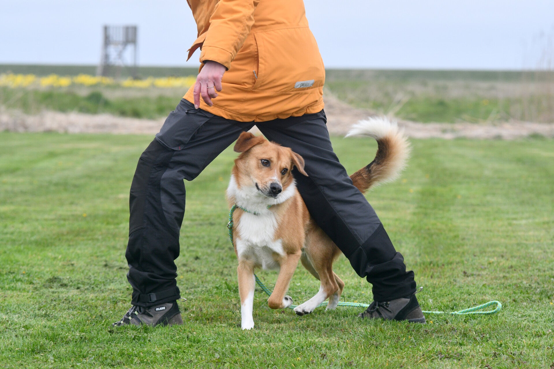 hond loopt over een plank