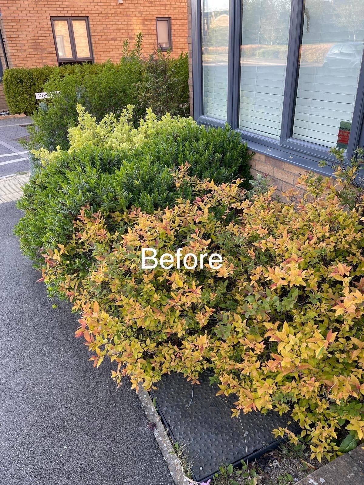 Overgrown backyard in