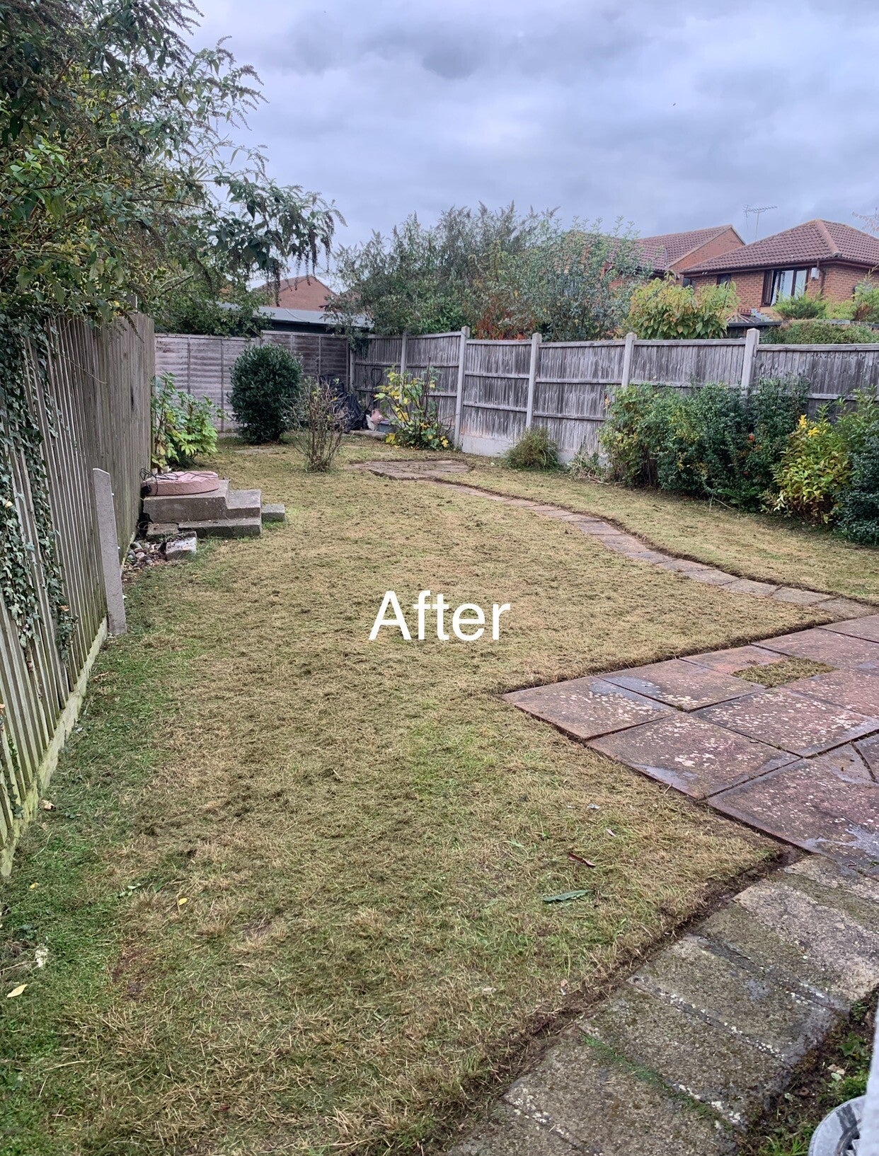 Overgrown front yard in