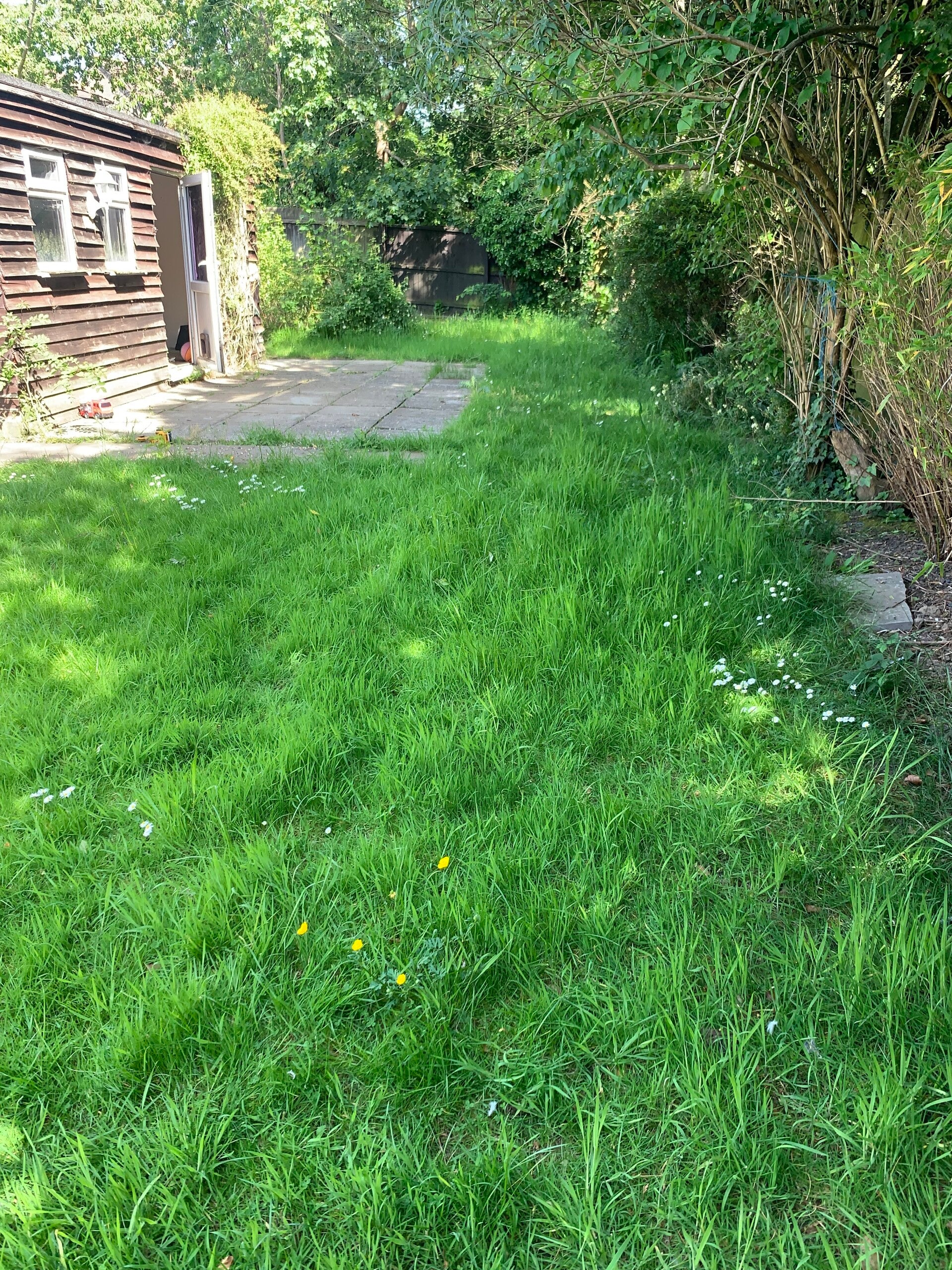 Overgrown back yard lawn in Milton Keynes 