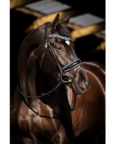 HB Showtime Hoofdstel Blue Ocean