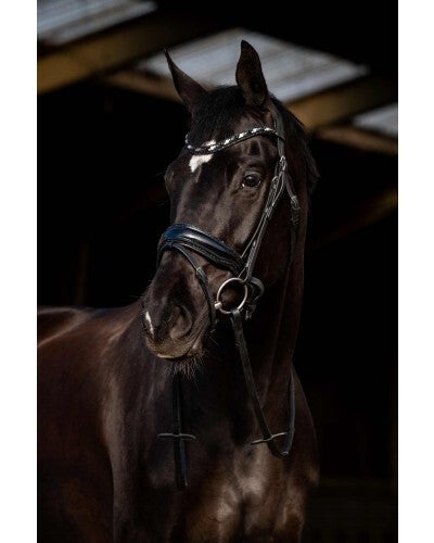 HB Showtime Hoofdstel Dark Eagle