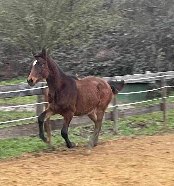 Hengstfohlen Calimero *3/2025