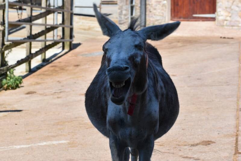 A donkey in a their stables