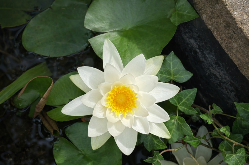 The photo shows a lilly from my pond and lifted my mood in a positive way as natural images are not what we see everyday 