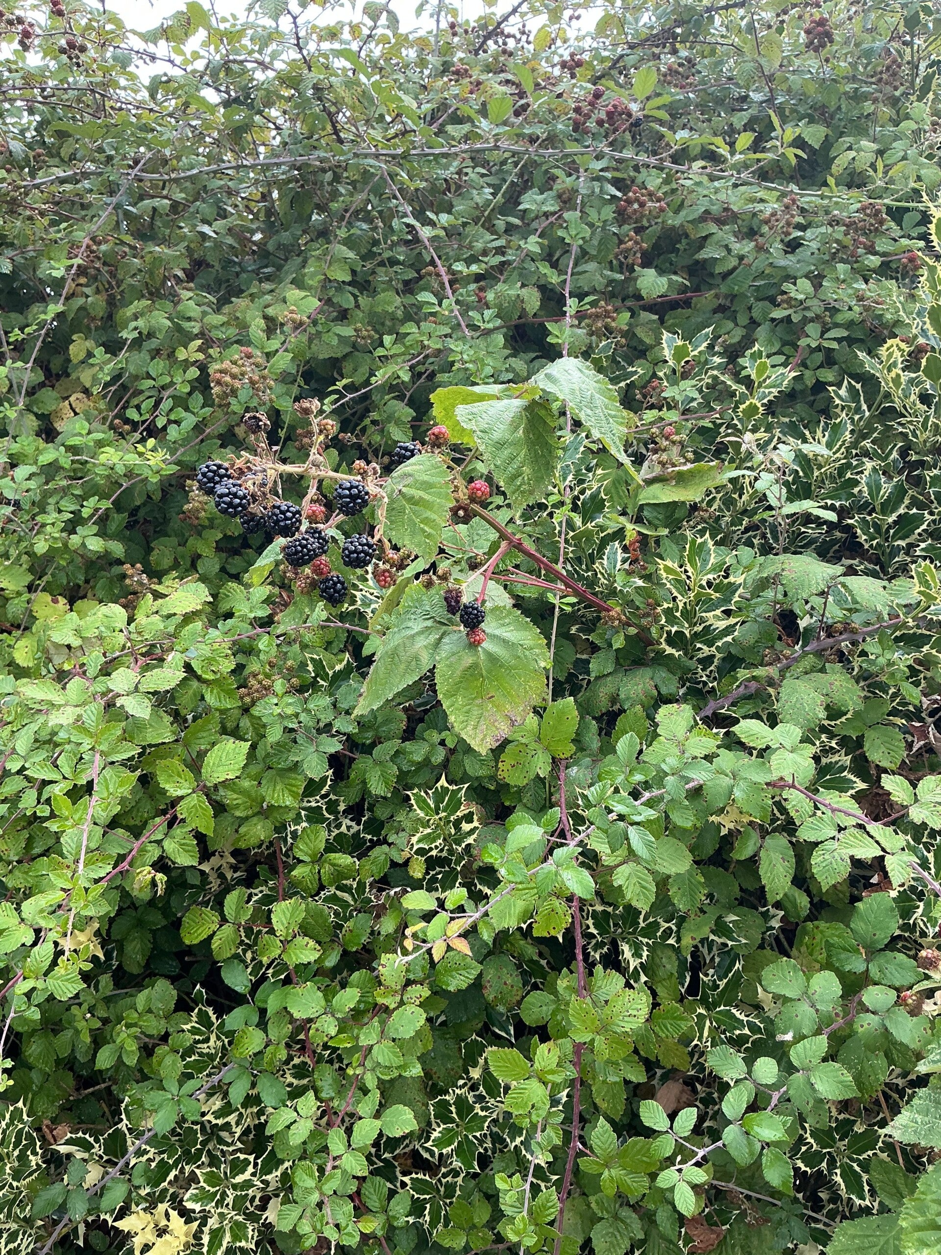 Fresh blackberries picked for home made jam 