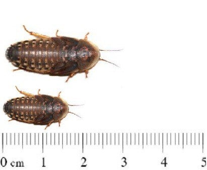 dubia's
