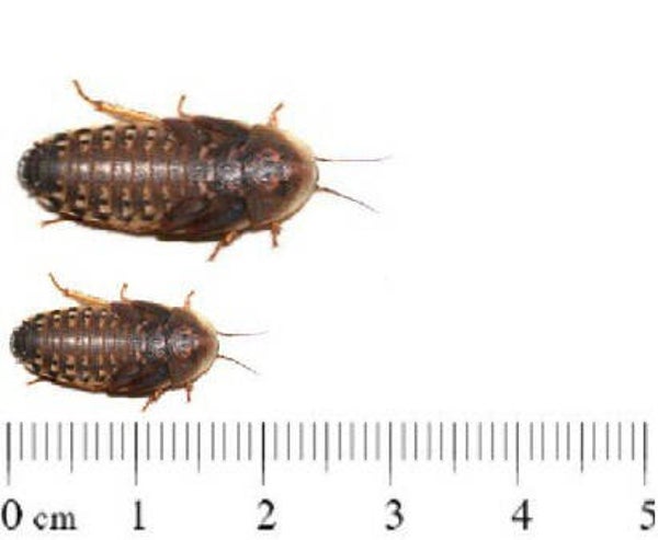 dubia's